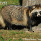 Illustration for article titled Wednesday Woof - Nyctereutes procyonoides Edition (on Thursday)